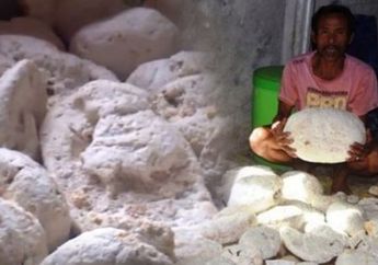 Heboh Nelayan Bengkulu Jadi Jutawan, 4 Fakta Muntahan Paus Temuannya Bakal Bikin Kamu Geleng-geleng