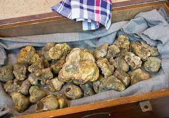 Wuihh, Jamur Ini Dihargai 1,3 Milyar Rupiah, Apa Sih Kelebihannya