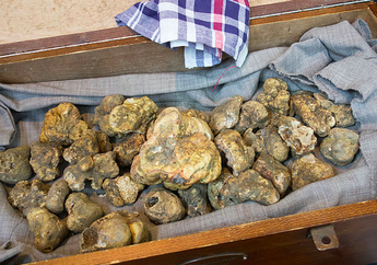 Gila! Bukan Batu, Ini Adalah Jamur Termahal di Dunia, Harganya Nggak Masuk Akal Banget