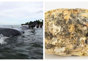 Dibalik Peristiwa Muntahan Paus yang Bikin Nelayan Jadi Jutawan, Ternyata Ada yang Perlu Kita Khawatirkan loh