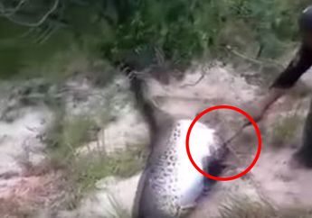 VIDEO : Temukan Ular Anakonda Dalam Kondisi Mati dan Perutnya Besar, Saat Dibelah Isinya Bikin Terkejut