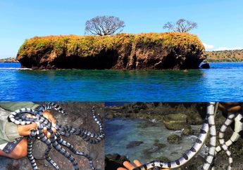 Nggak Cuman di Brazil, Pulau di Indonesia Ini Penuh Ular, Berani Datang ke Sana?