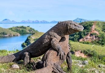 7 Fakta Ini Melarang Kamu Ke Pulau komodo Pada Agustus-September