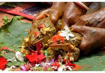 Di Negara Ini Katak Dinikahkan Lalu Dipestakan, Biar Apa Ya?