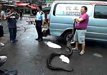 Hiii, Seorang Wanita Tanpa Sadar Tidur Dengan Ular Python Di Kamarnya