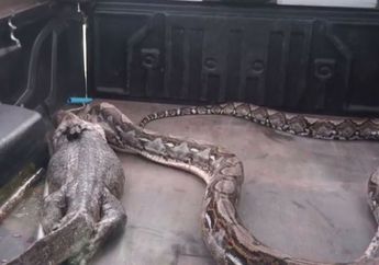 Ngeri, Ular Piton Raksasa ini Muntahkan Biawak, Lihat Videonya!