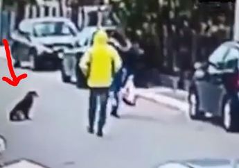 Jagoan ! Anjing Ini Selamatkan Wanita dari Niat Jahat Pria Ini, Lihat Deh Videonya