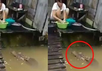 VIDEO : Buaya Muncul Saat Emak-emak Sedang Mencuci Baju, yang Terjadi Selanjutnya Mengejutkan