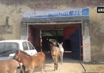 Kocak, Seekor Keledai di India Dipenjara Karena Melakukan Kesalahan Ini