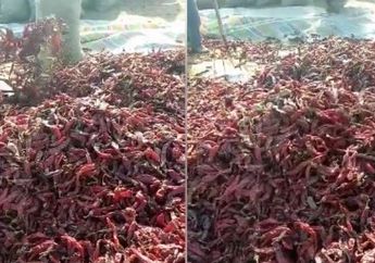 Mengerikan! Beredar Video Pengelolaan Cabe Kering, Muncul Hewan-Hewan Kecil Menjijikan Ini