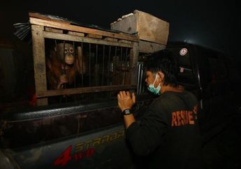 Nasib Orangutan