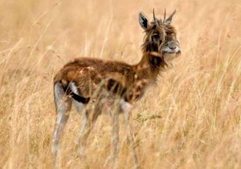 Rusa-berjenggot misterius terfoto di Kenya
