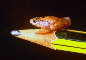 Ada katak seukuran kacang polong di Kalimantan