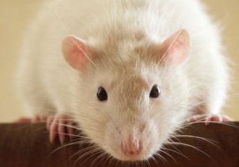 Tikus bisa deteksi flu burung