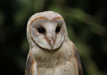 Apa hubungan Harry Potter dengan langkanya burung hantu india?