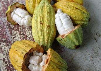 Dua tahun lagi ada obat batuk dari cokelat