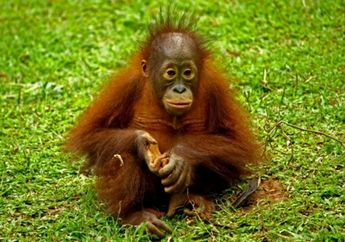 Habitat Menipis, Orangutan Masuk Perkampungan Warga