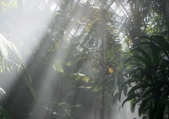 Eksploitasi Hutan Masih Berlanjut