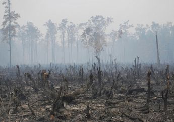 Cara Masyarakat Dayak Membatasi Pembakaran Hutan
