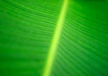 Daun Artifisial Tirukan Proses Fotosintesis