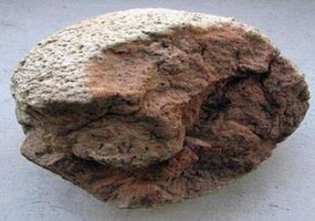 Telur Dinosaurus Dipamerkan