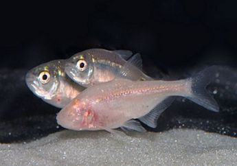 Ikan Buta Penderita Insomnia