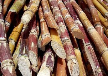 Indonesia Hasilkan Tebu Transgenik