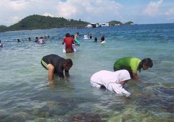 Transplantasi Terumbu Karang di Lampung