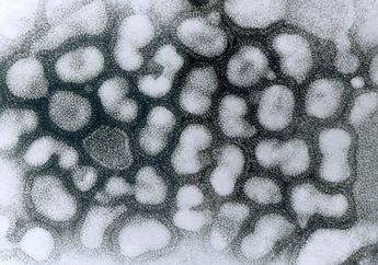 10 Tahun untuk Berantas Flu Burung