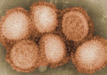 Siap Produksi Vaksin Flu Burung Tahun 2012