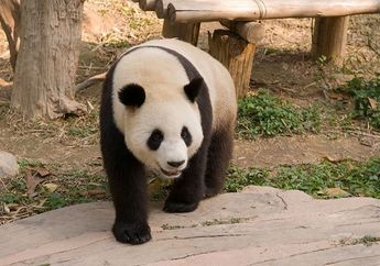 Panda Tertua di Dunia Telah Pergi