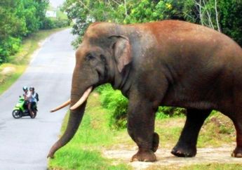 Demi Kelapa Sawit, 3 Ekor Gajah Sumatra Diracun