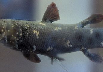 Penemuan Coelacanth Akan Terus Berlanjut