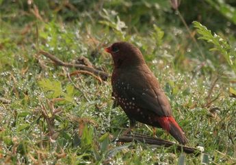 Burung pun Mengerti Tata Bahasa