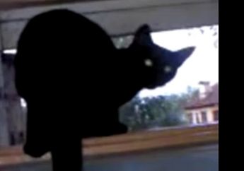 Kucing Hitam yang Menggonggong