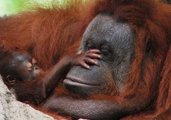 Orangutan Bahagia Hidup Lebih Lama