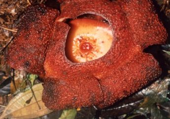 Raflesia Mekar di Cibodas