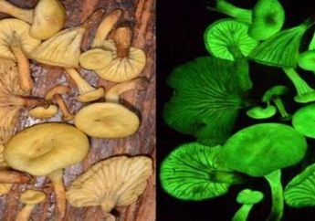 Jamur Hantu yang Hilang Ditemukan Lagi di Brasil
