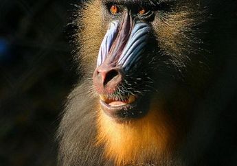 Monyet Mandrill Ahli Pedikur