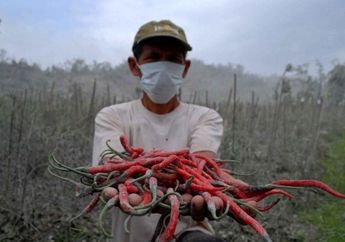 Pensiunan Polisi di Klaten Banting Setir Jadi Petani Cabai, Kantongi Omset Jutaan Sekali Panen!