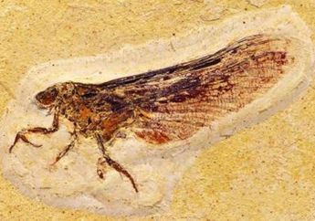 Fosil Misterius Ungkap Bukti Baru terhadap Evolusi Serangga