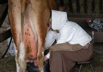 Bakteri Brucellosis Jangkiti Sapi