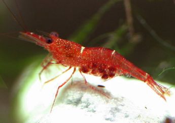 Possingham: Sulawesi, Prioritas Utama Konservasi Indonesia