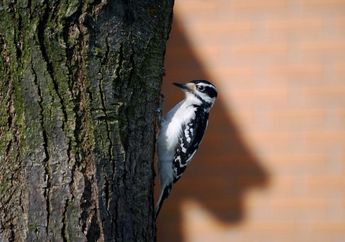 Hutan Cemara Tergerus, Burung Pelatuk Terancam Punah