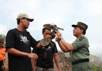 Elang-Alap Jambul Dilepasliarkan