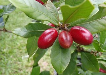 Misteri Buah Ajaib Terungkap