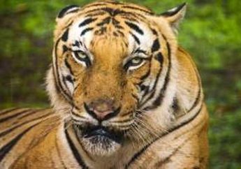 Waktunya Katakan Selamat Tinggal pada Harimau dan Panda?