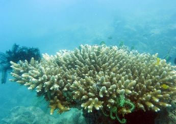 Manusia Bisa Tularkan Penyakit ke Koral Laut