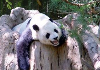 China Bantu Panda Hidup Mandiri di Alam Liar