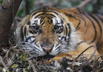 Dicanangkan, Kawasan Lindung Baru untuk Harimau